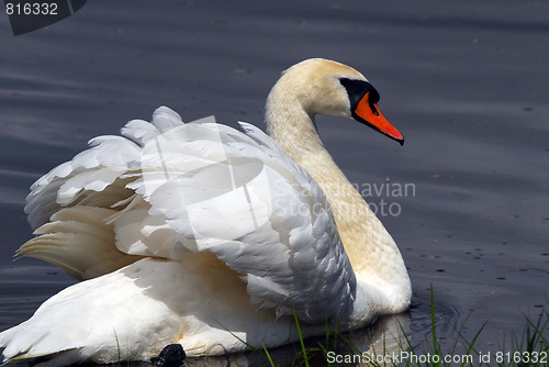 Image of Swan