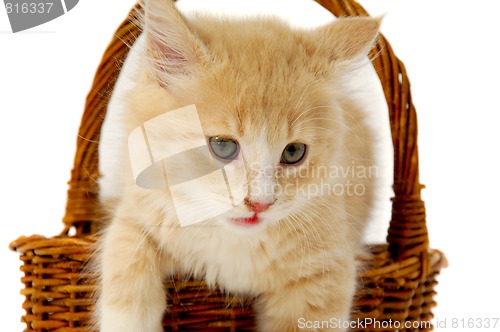 Image of Kitten in basket