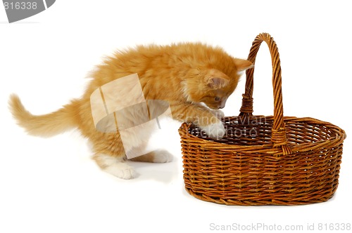 Image of Kitten in basket