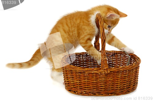Image of Kitten in basket
