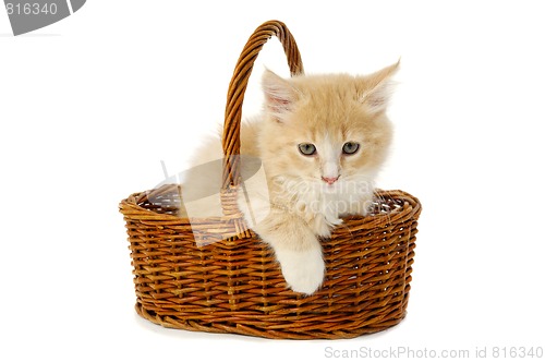 Image of Kitten in basket