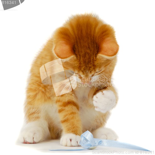 Image of Kitten playing
