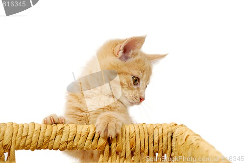 Image of Kitten