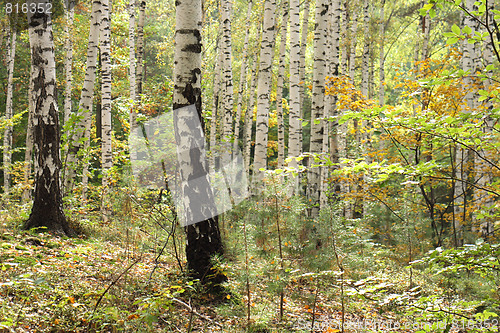 Image of green forest