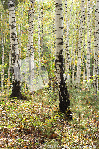 Image of forest