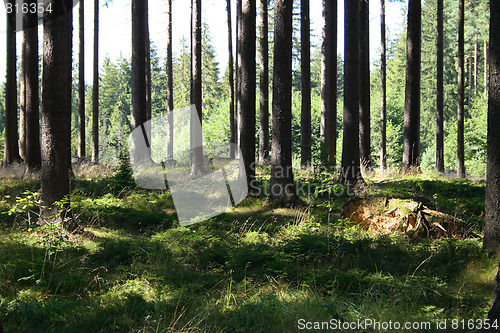 Image of green forest