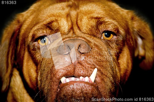 Image of Dog face