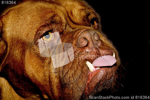 Image of Dog face