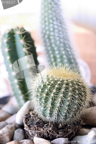 Image of Cactus