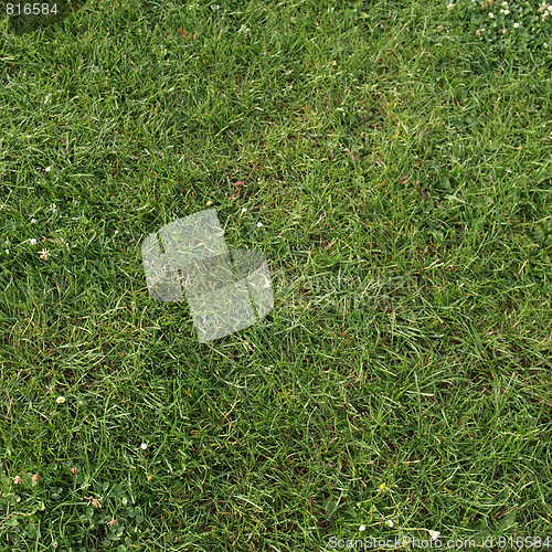 Image of Meadow
