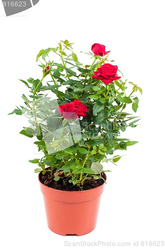 Image of Roses in pot