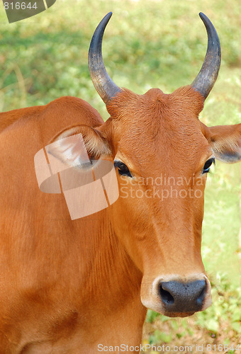Image of Portrait of the Sacred Cow