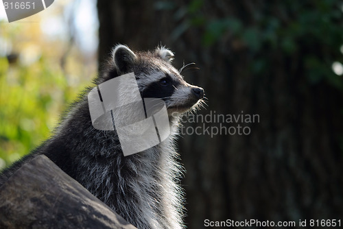 Image of Raccoon