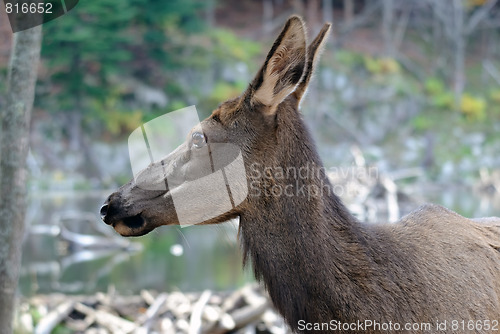 Image of Wapiti