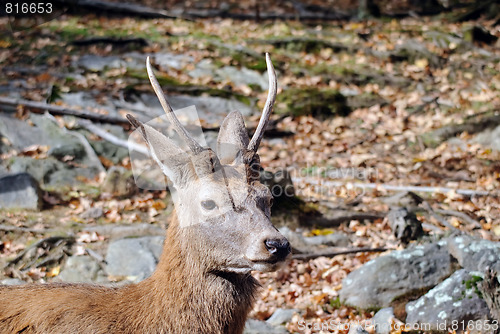 Image of Wapiti