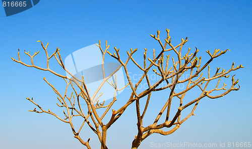 Image of dry tree