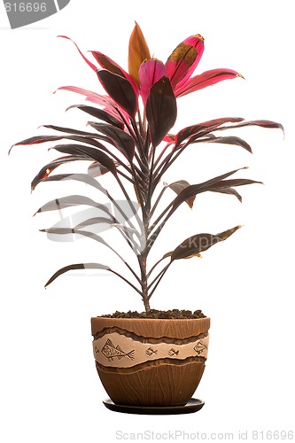 Image of House plant