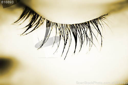 Image of Great eye - MACRO