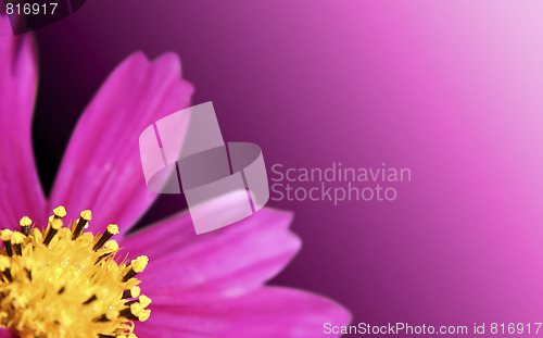 Image of Pink daisy-gerbera 