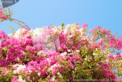 Image of flower tree