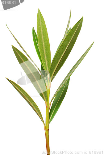 Image of green branch
