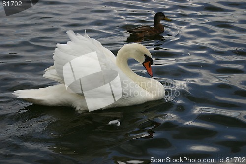 Image of swan and duck