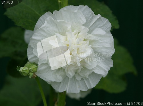 Image of althaea