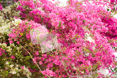 Image of flower tree