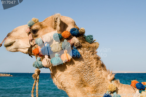 Image of head of camel