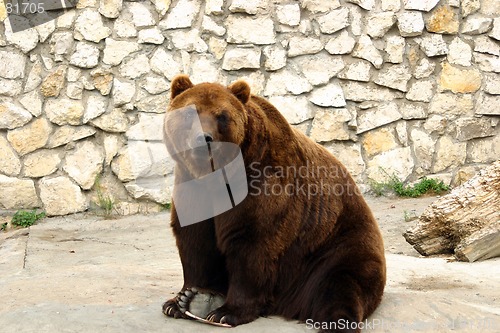 Image of bear in zoo