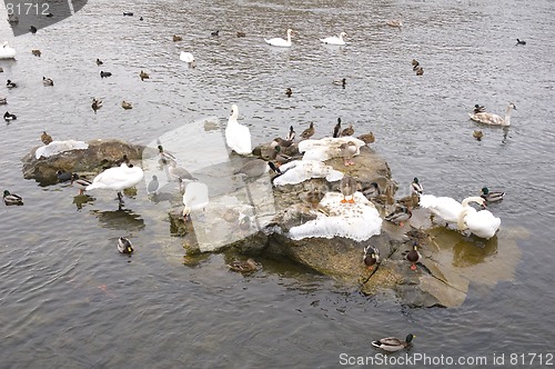 Image of Bird island.