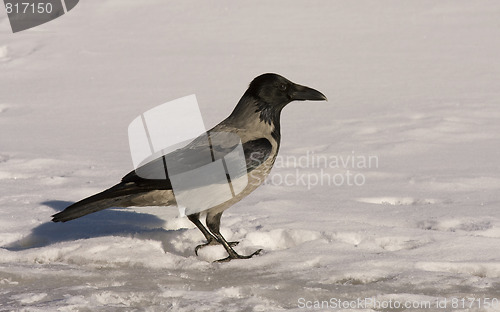 Image of Hooded Crow in the snow