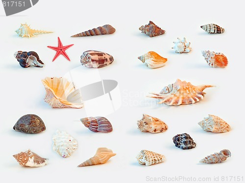 Image of Sea shells