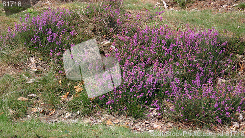 Image of calluna