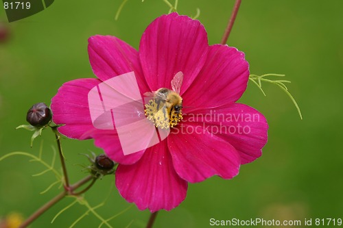 Image of cosmea and bumble-bee