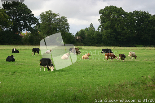 Image of cow