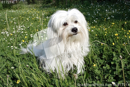 Image of  Coton de Tulear