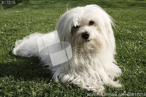 Image of  Coton de Tulear