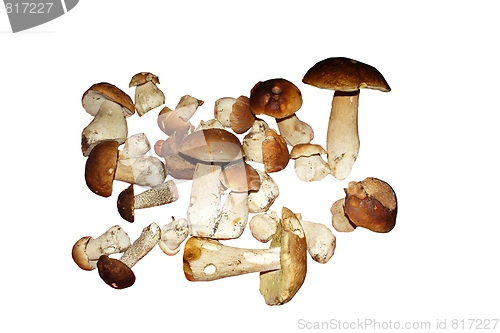 Image of  mushroom