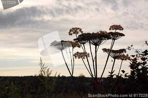 Image of Hogweed