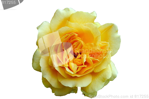 Image of   beautiful yellow rose