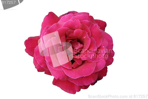 Image of beautiful red rose 