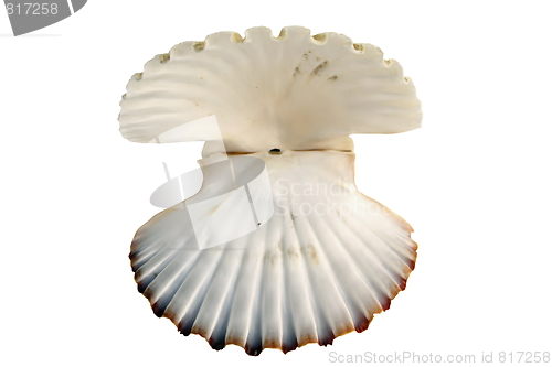 Image of beautiful open shell