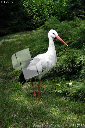 Image of White stork 
