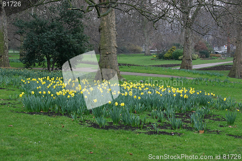 Image of narcissus in Green Park