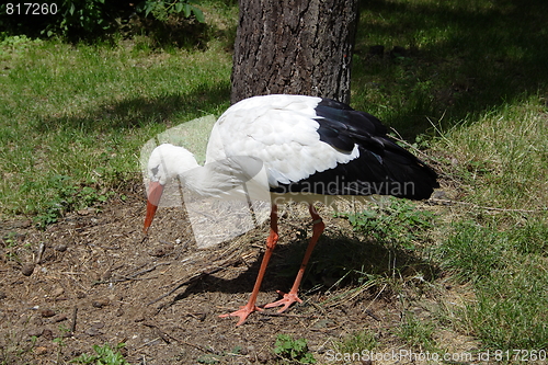 Image of White stork