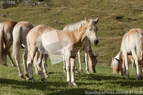 Image of Horses