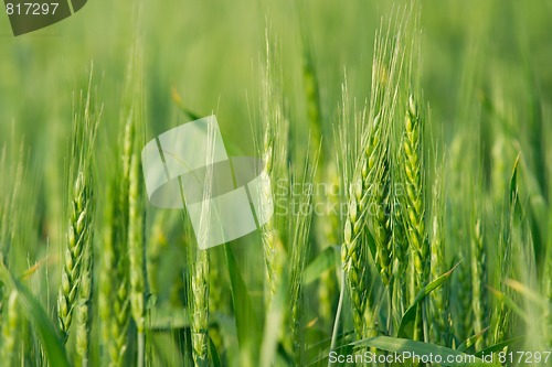 Image of Agriculture