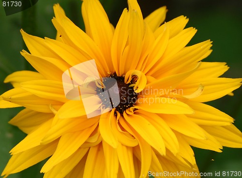 Image of rudbekia