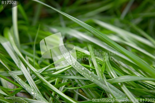 Image of Grass